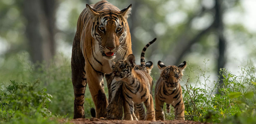 6 Best Wildlife Sanctuaries in Madhya Pradesh | Wildlife Park in MP