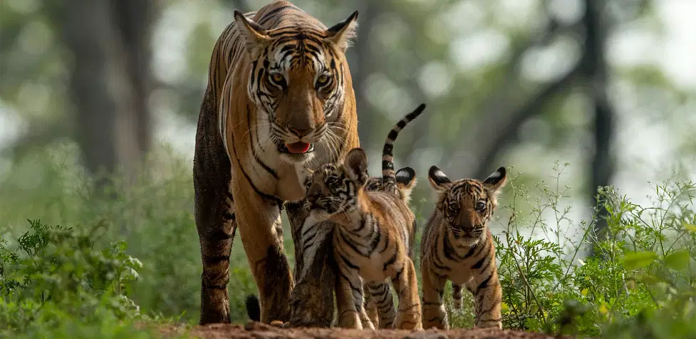 6 Best Wildlife Sanctuaries in Madhya Pradesh | Wildlife Park in MP 6 Best Wildlife Sanctuaries in Madhya Pradesh | Wildlife Park in MP