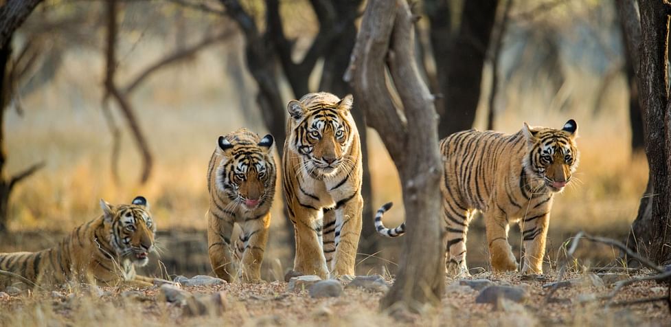 World Animal Day: Endangered Animals in India - Club Mahindra World Animal Day: Endangered Animals in India - Club Mahindra