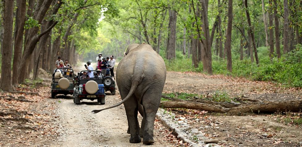 Best Time To Experience Jungle Safaris In India | Club Mahindra Best Time To Experience Jungle Safaris In India | Club Mahindra