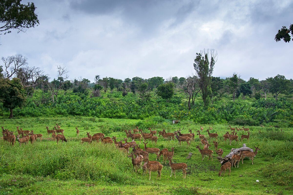 Bandhavgarh National Park