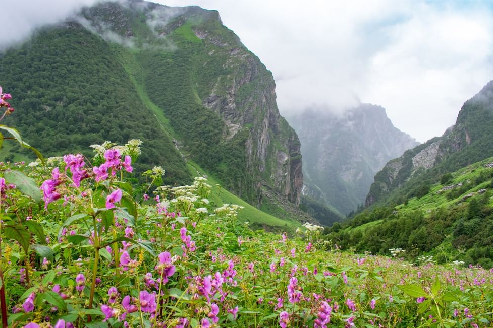 valley of flowers tour package