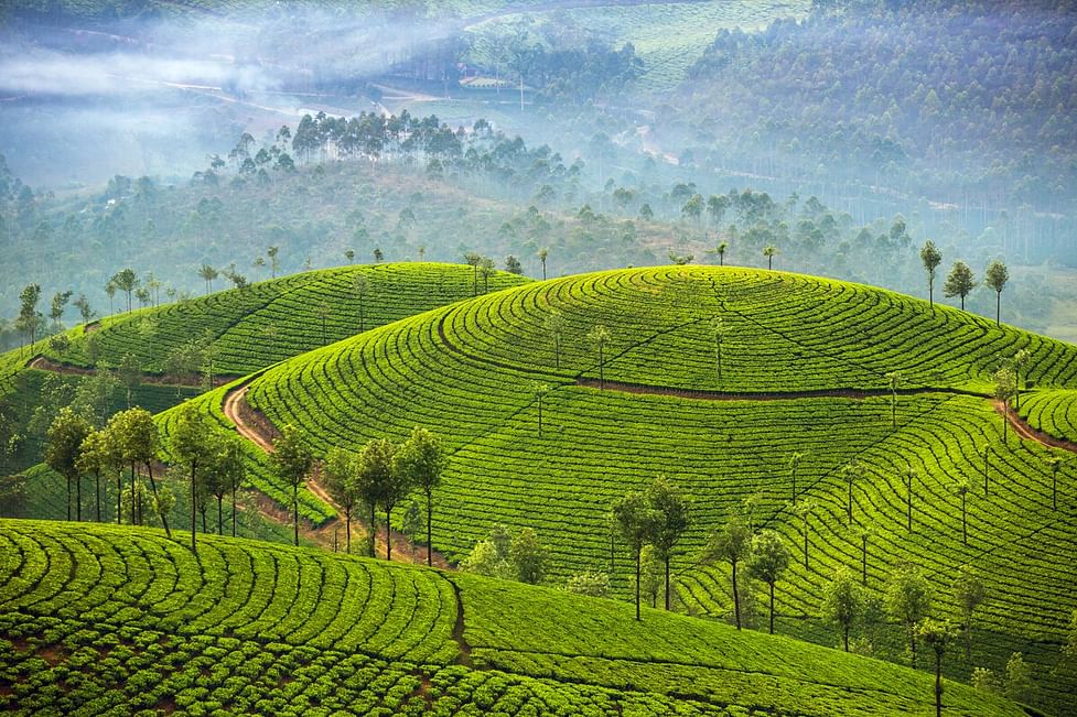 Munnar Tea Gardens