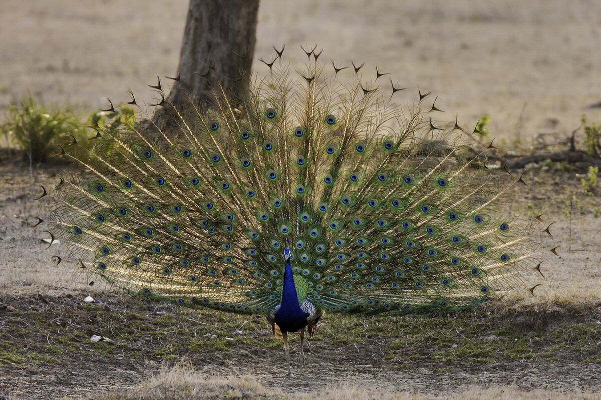 Singhori Wildlife Sanctuary