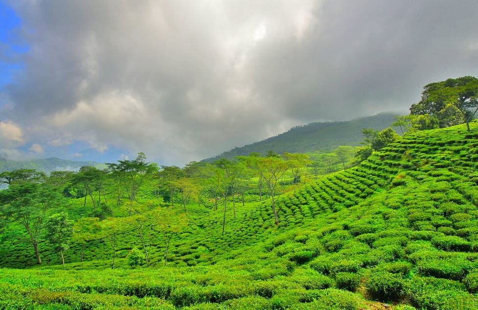 10 Best Places to Visit Tea Plantations in India - Club Mahindra