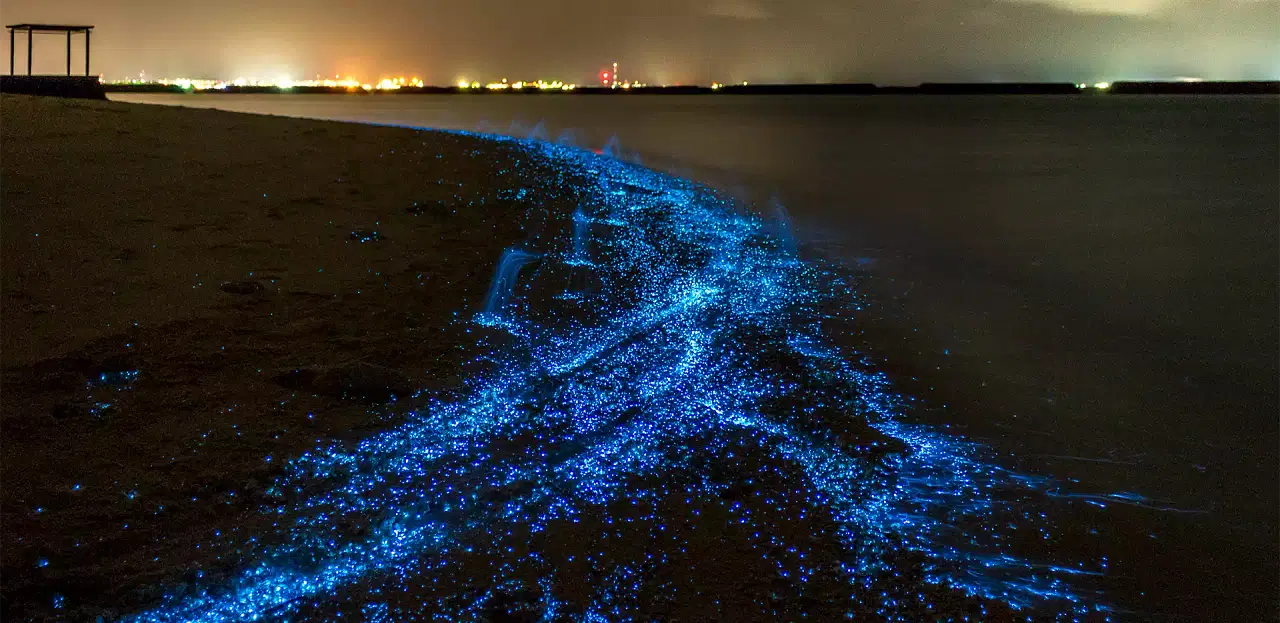 glowing beaches in india
