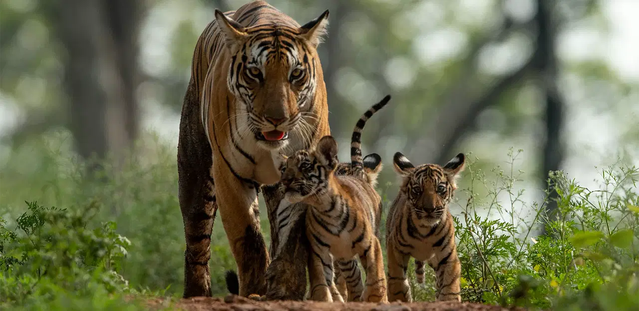 wildlife sanctuary in MP