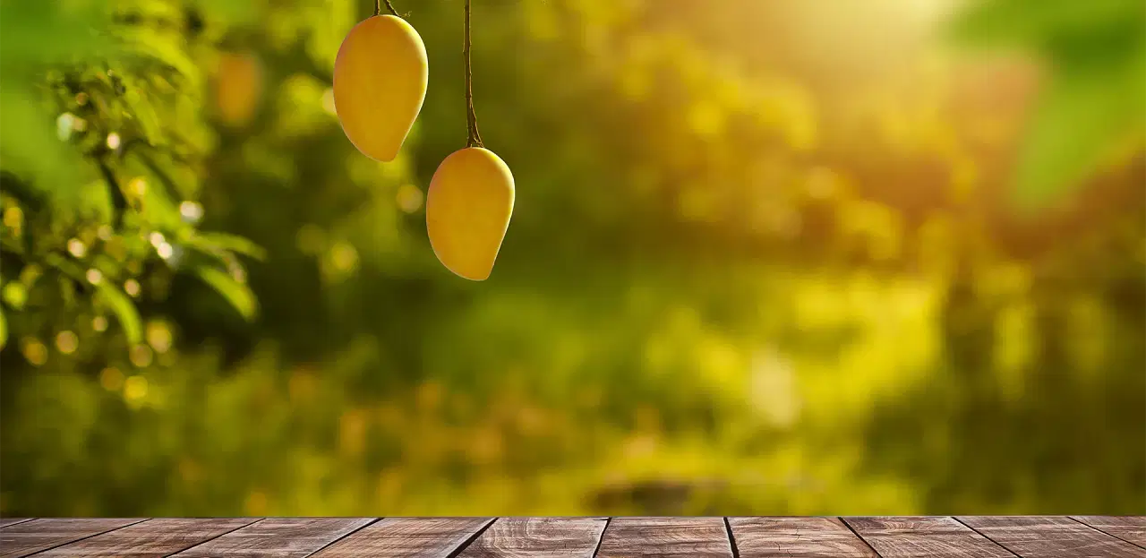 health benefits of mangoes