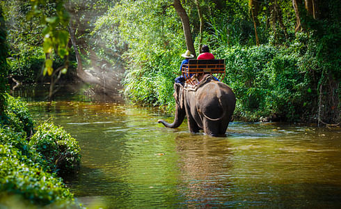 Elephant Ride in Kochi