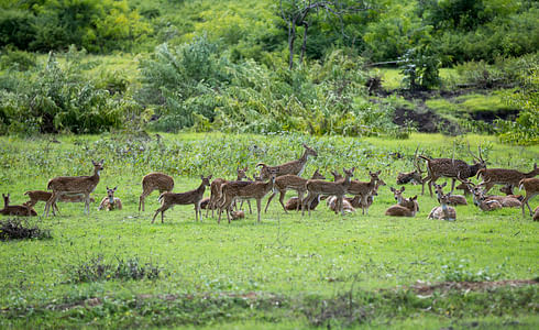 Mudumalai National Park 
