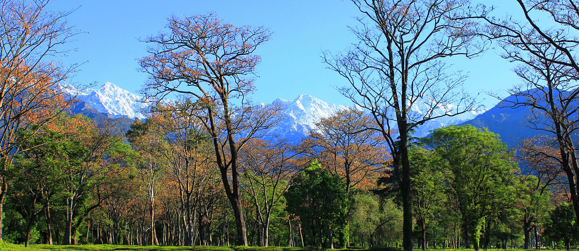 Kangra valley tea gardens