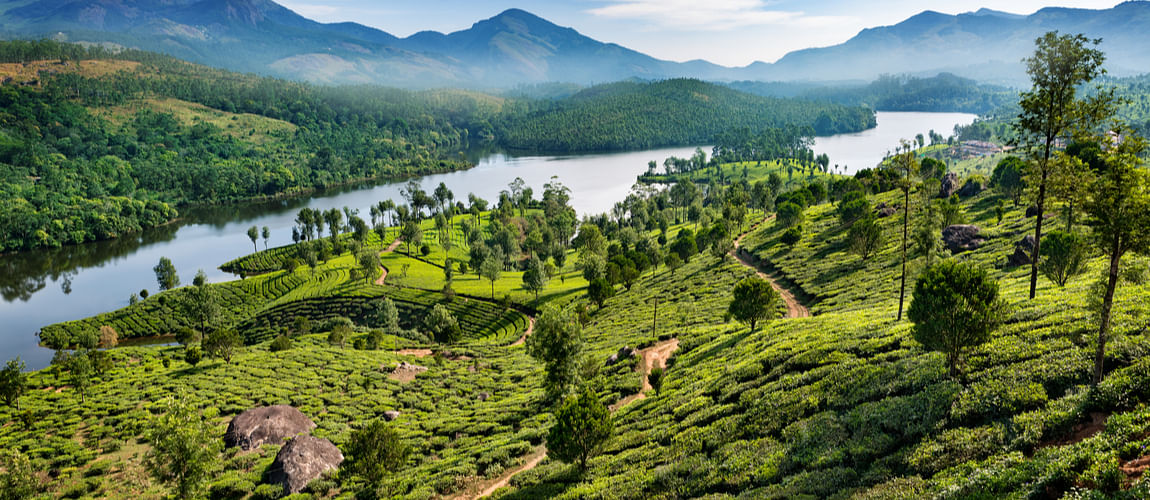 Tea plantations at Munnar