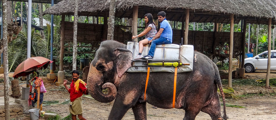 A couple enjoying the elephant ride