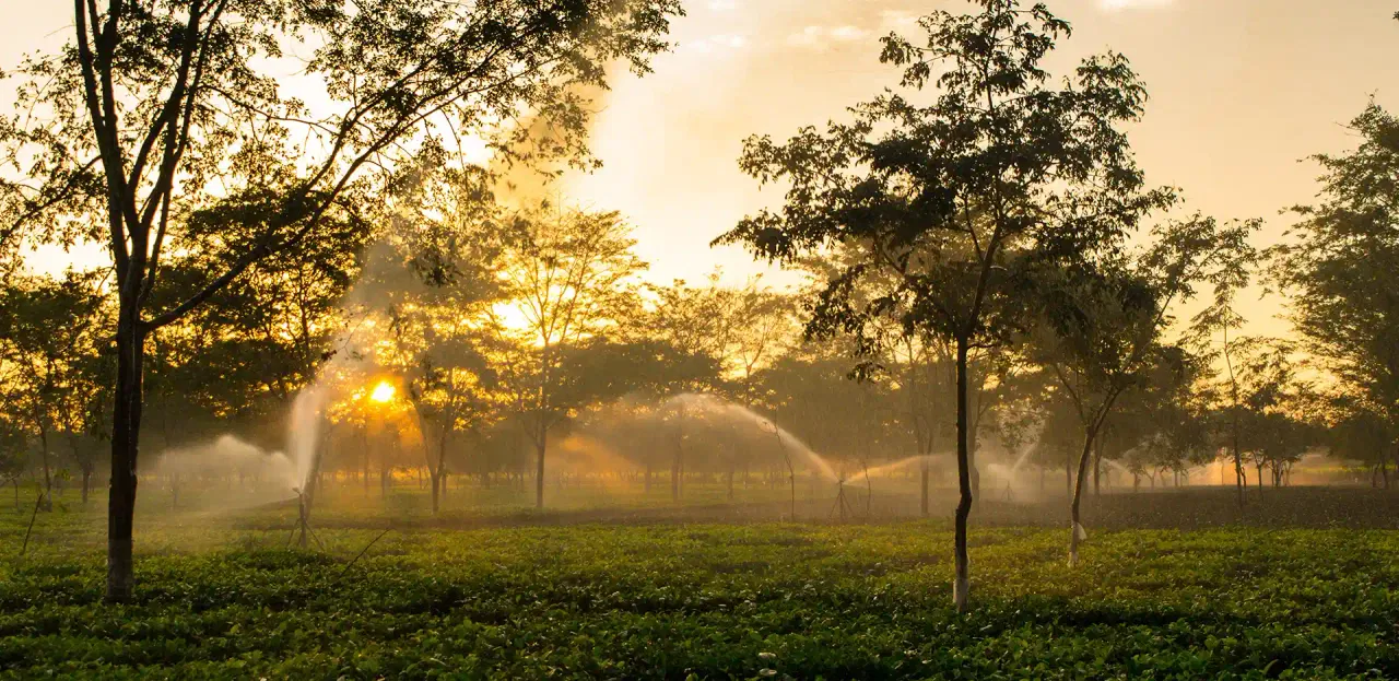 tea garden in assam