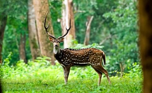 Best Jungle Safari Experience in Kerala | Wildlife Sanctuaries in Kerala
